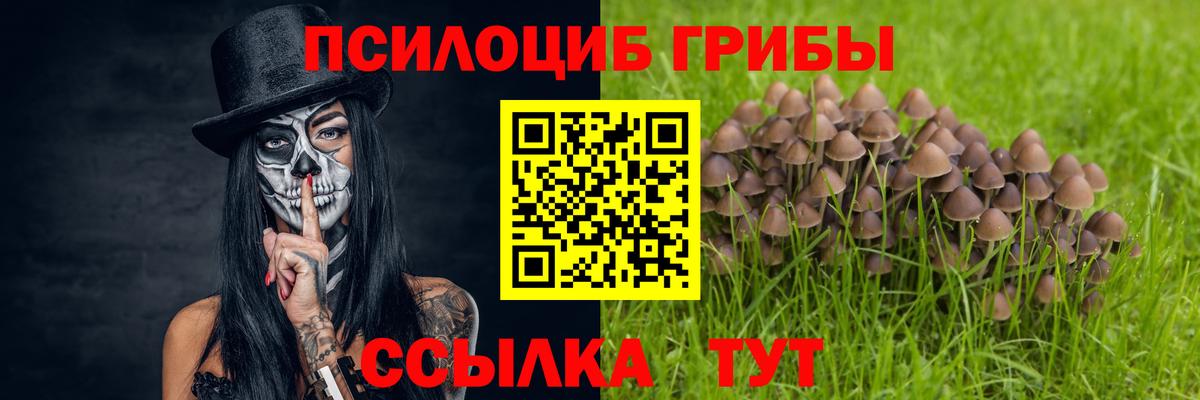 Галлюциногенные грибы Psilocybine cubensis Тутаев